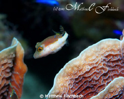 Very photogenic Sharpnose Puffer... Roatan, Honduras. by Matthew Fischbach 